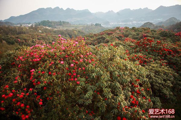 杜鹃花：蜀国曾见子规鸟，宣城还见杜鹃花。出自唐代诗人李白的《宣城见杜鹃花》。中国是杜鹃花分布最多的国家，约有530余种，一般都在春季开放。