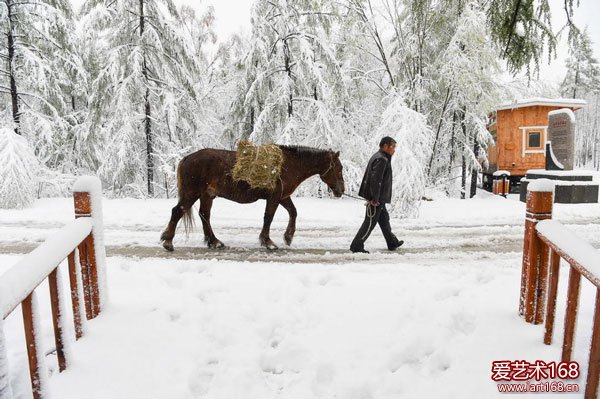 当地居民牵着马行走在雪后的道路上。