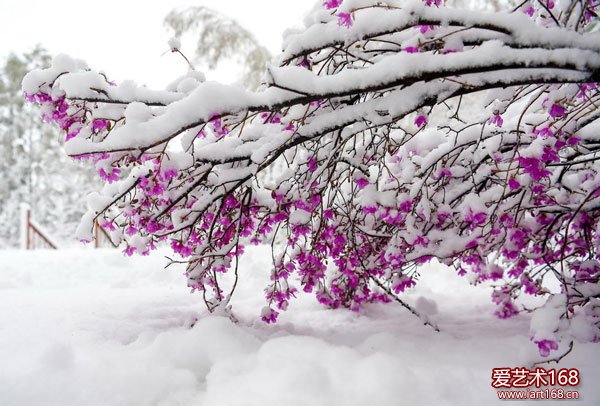 立夏时节 雪景如画