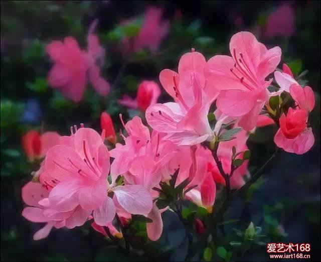 繁花似锦——杜鹃